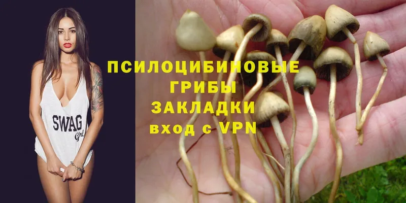 Галлюциногенные грибы Psilocybe  купить наркотики цена  Балахна 